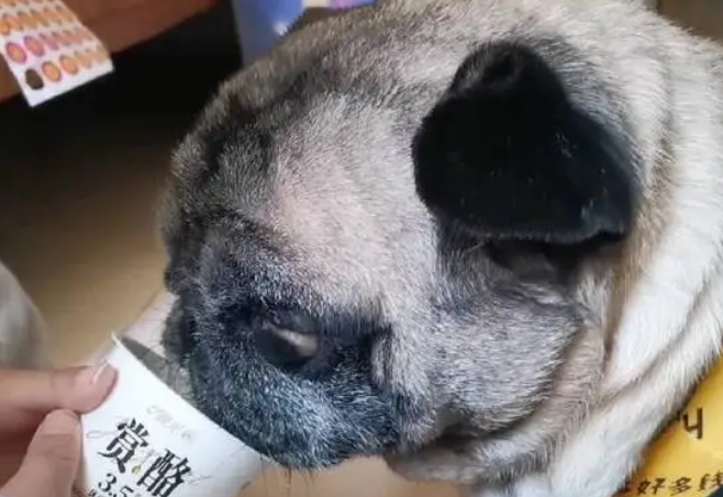 狗狗能喝酸奶好吗