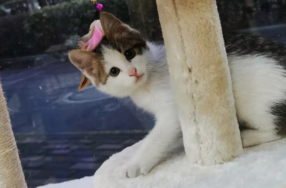 为什么三花公猫没有生育能力？看这里