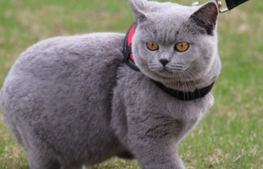 养蓝猫的四大危害 养蓝猫的四大危害