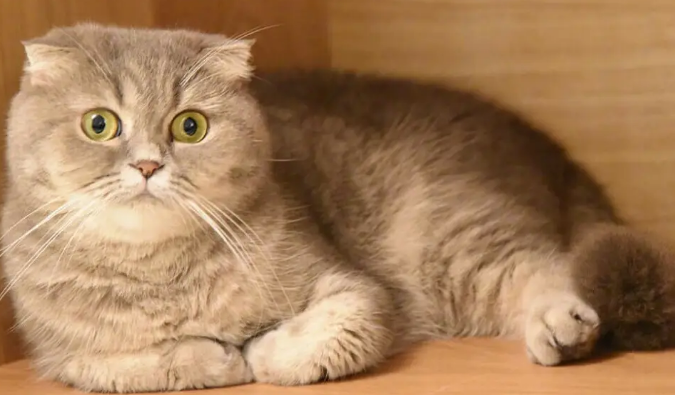 端午猫是什么品种?主要一定要了解清楚 端午猫是什么品种?主要一定要了解清楚