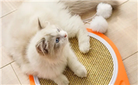 猫抓板应该怎么放