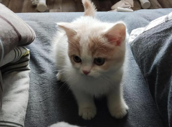 我把才两个月大的小奶猫一个人留在沙发上睡是不是太残忍了 我把才两个月大的小奶猫一个人留在沙发上睡是不是太残忍了
