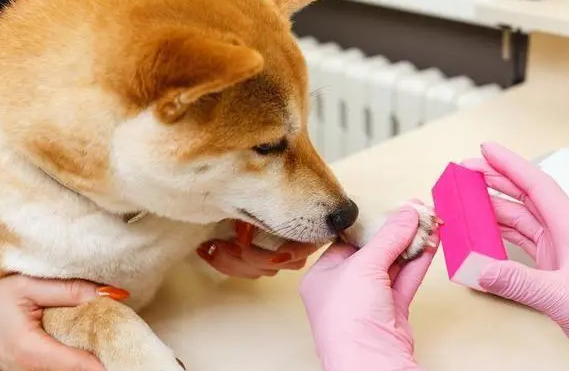 狗指甲可以剪吗