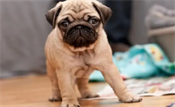巴哥犬几个月开始训练大小便？一文告诉你！