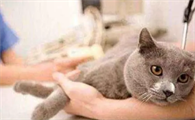 好端端的猫怎么会突然得猫瘟？宠主不可大意！