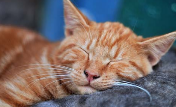 宠物店橘猫多少钱一只?影响价格的因素有这些 宠物店橘猫多少钱一只?影响价格的因素有这些