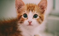 女的为什么不能养公猫