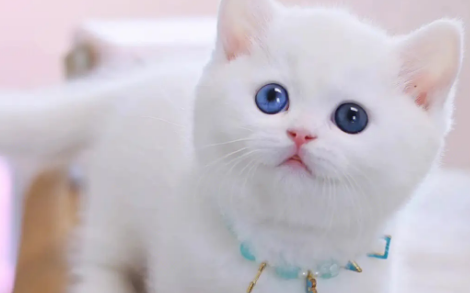 杭州矮脚猫舍