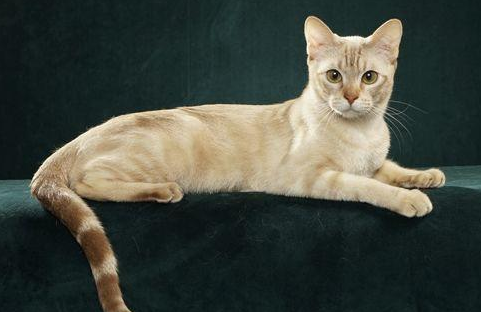 美国硬毛猫特征有哪些？不知道的朋友来看看～
