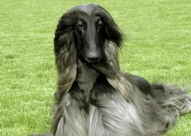 一文告诉你，阿富汗猎犬服从性怎么训练？