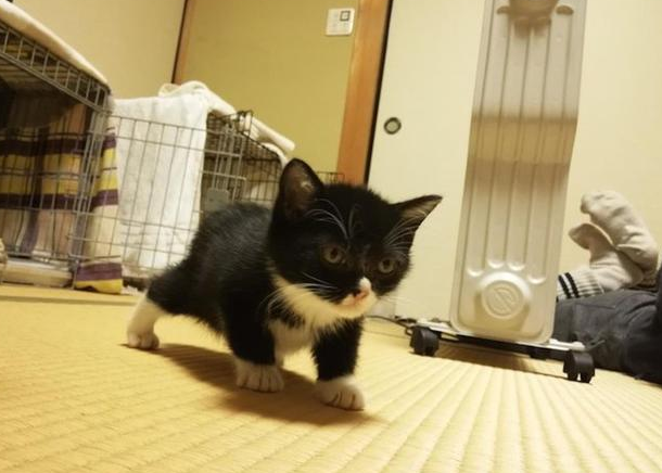 日本奔驰猫1岁已看透猫生，竟获选为观光大使
