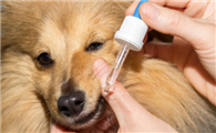 犬窝咳用什么药?