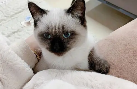 暹罗猫为什么冬天会黑?这里可以了解~ 暹罗猫为什么冬天会黑?这里可以了解~