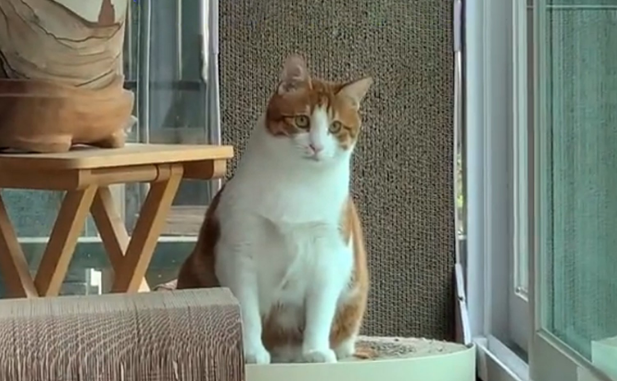 紧追人类的流浪猫，看见宠物猫后满眼失落