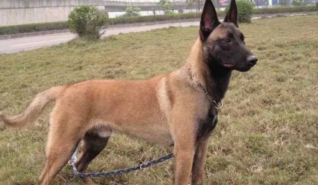 纯种马犬幼犬报价