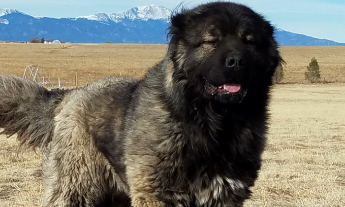 怎么治疗高加索犬螨虫病?小编来告诉你! 怎么治疗高加索犬螨虫病?小编来告诉你!