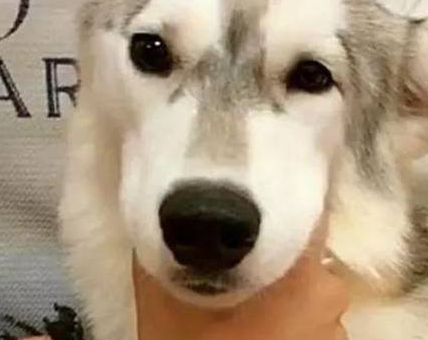 狗狗体内驱虫多久