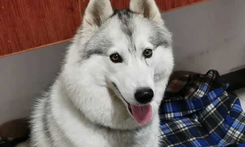 常见的短毛大型犬有哪些？这些知识你一定不要错过！