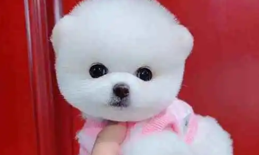 白色茶杯犬价格一般是多少？答案在这里