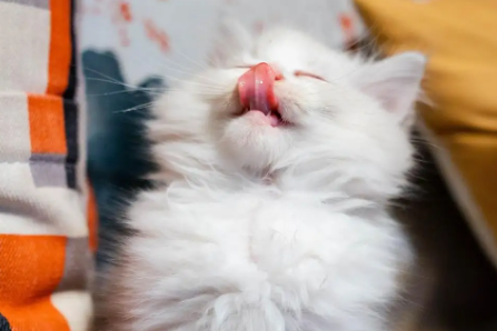 布偶猫为什么总是吐舌头?是生病了吗? 布偶猫为什么总是吐舌头?是生病了吗?