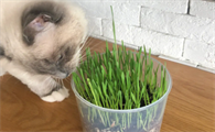 种猫草的方法