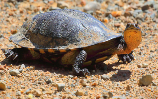 长颈龟冬天需要加温吗?龟友可以瞧瞧