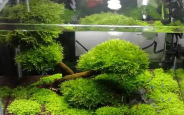 鱼缸种水草多长合适