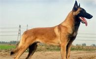马犬几个月训练最好