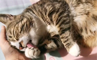 花猫为什么爱洗脸?宠主可以了解一下!