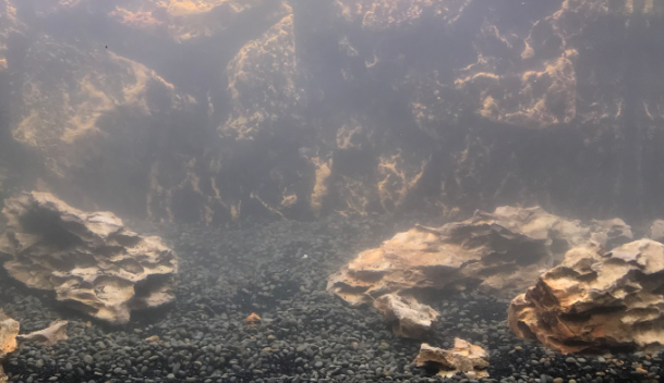 鱼缸水混浊怎么处理