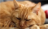 猫体温36度有什么危险?看看就知道了。