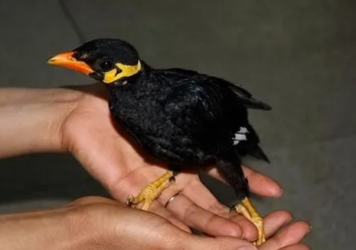 刚出生的小鹩哥怎么喂?想了解的快来看!