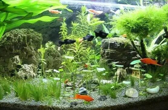 鱼缸里面养什么植物可以提供氧气