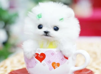 茶杯犬是啥品种 茶杯犬是啥品种