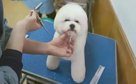 北京正规宠物美容学校