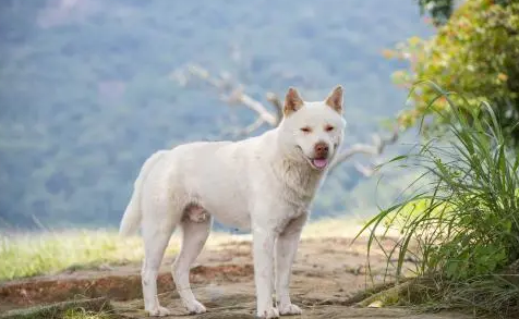 十大首选宠物犬