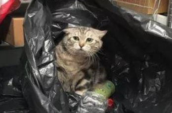 胖猫偷钻到黑色大塑胶袋扮流浪猫，被找到后还一脸委屈