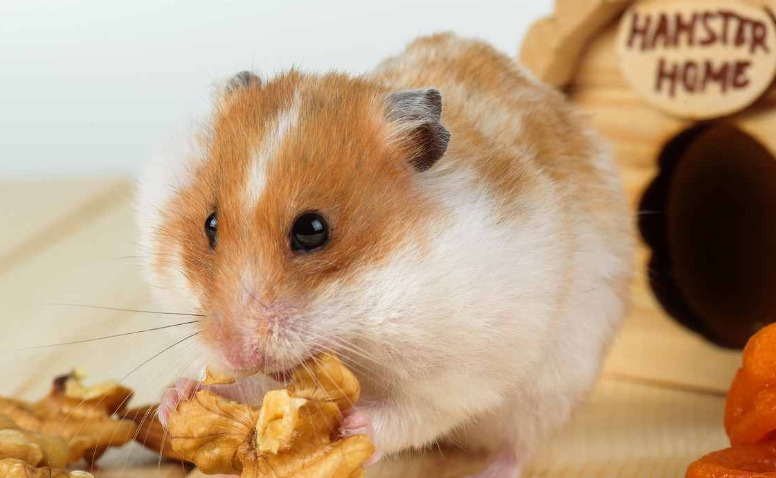 仓鼠可以吃鼠粮吗 仓鼠可以吃鼠粮吗