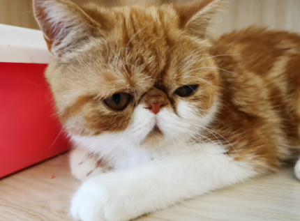 加菲猫为什么不让抱不让摸？看这里~