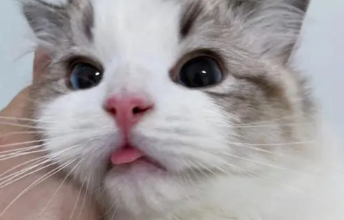 布偶猫为什么总是吐舌头?是生病了吗? 布偶猫为什么总是吐舌头?是生病了吗?