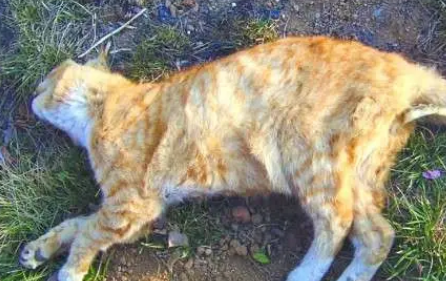 为什么打猫越打越过瘾