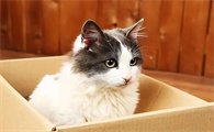 一文告诉你,怎么买到健康的猫咪?