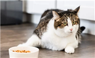 小猫不吃东西怎么办?这几招你得学一下