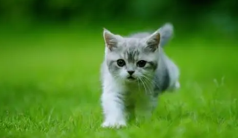 一文为你解答，猫为什么发出狗生气的声音？