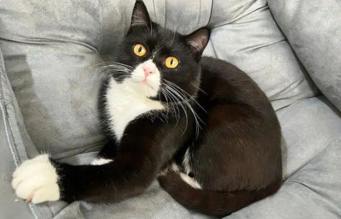 自从养了奶牛猫,我患上了“恐猫症” 自从养了奶牛猫,我患上了“恐猫症”