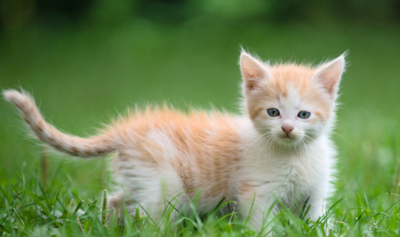 小猫身上有疙瘩像结痂怎么了?可以这么解决~ 小猫身上有疙瘩像结痂怎么了?可以这么解决~