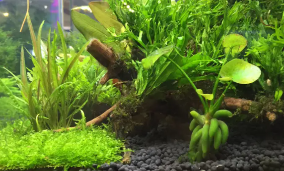 鱼缸水草泥怎么换