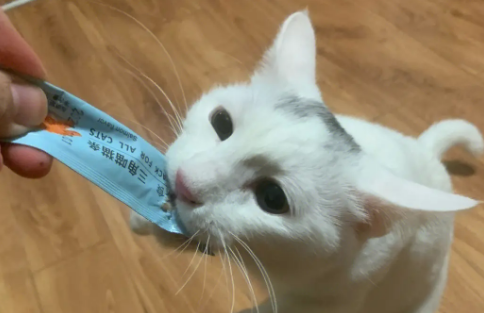 一个月的小猫能吃猫条吗