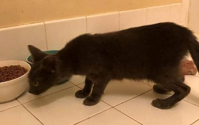 流浪猫蹲在马路上,小伙下车救猫,流浪猫却上了他的车 流浪猫蹲在马路上,小伙下车救猫,流浪猫却上了他的车