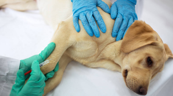 犬用感冒药有哪些